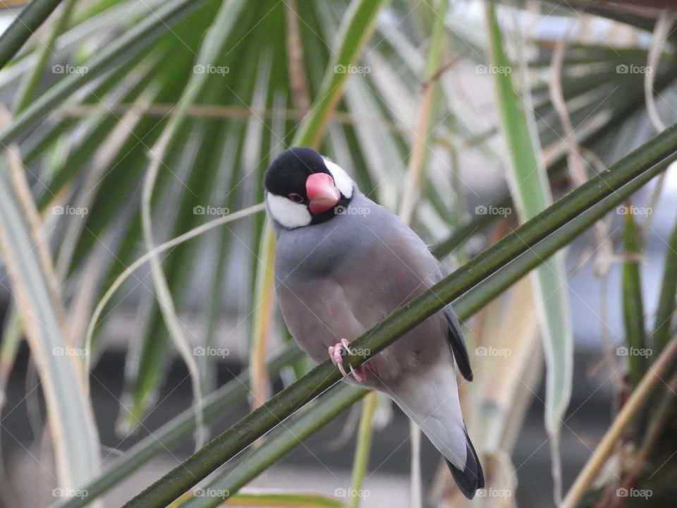 A close up of a bird