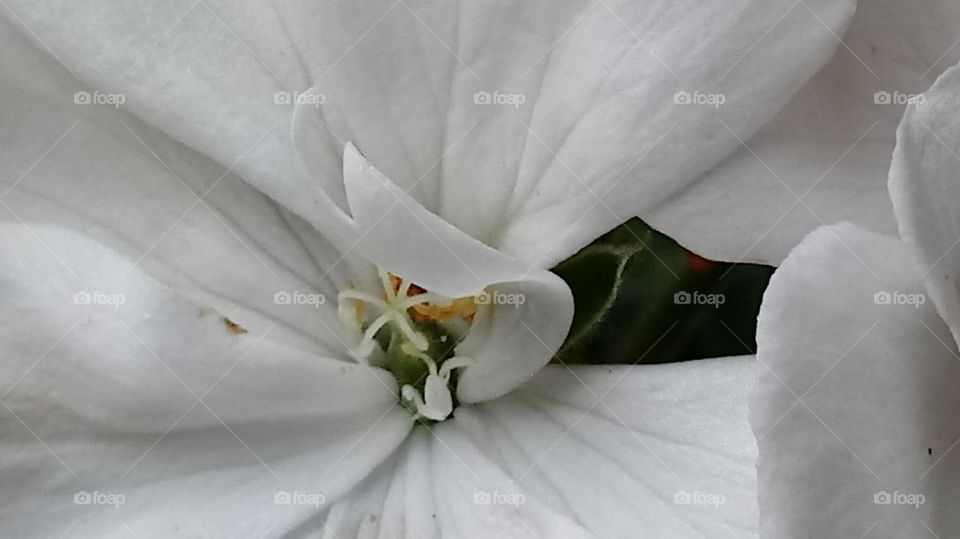 geranium closeup