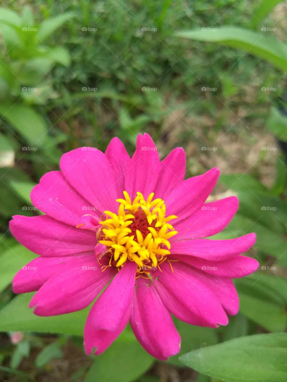 flower