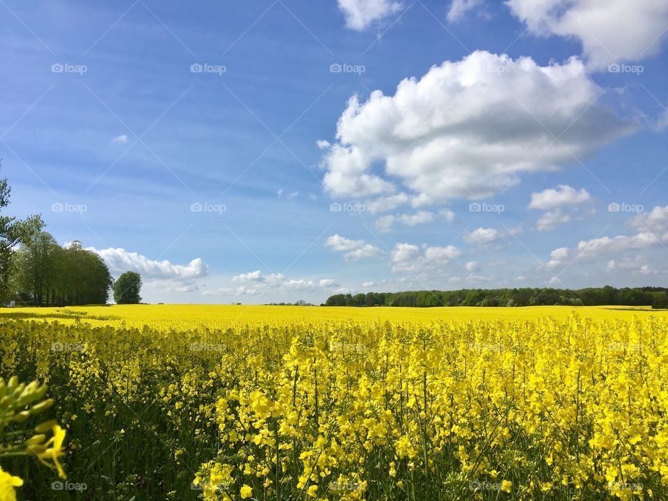 Field, rapeseed, Denmark