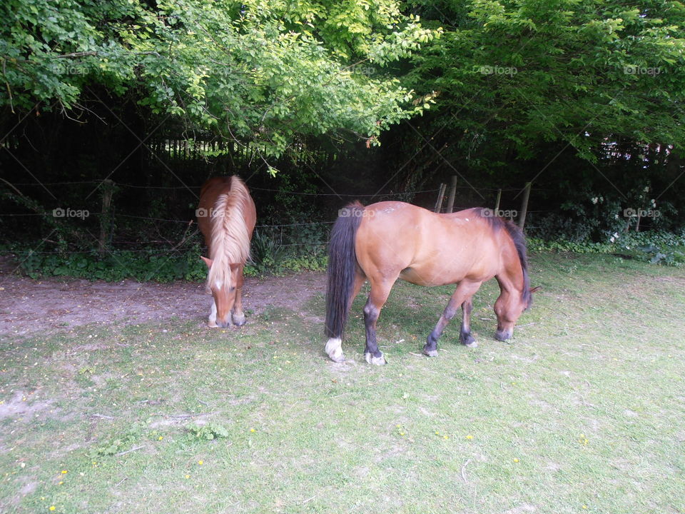 Two Horses