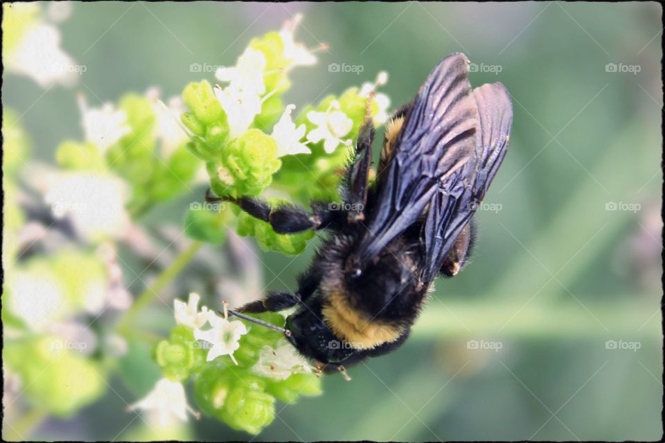 Bumblebee Gathering Pollen