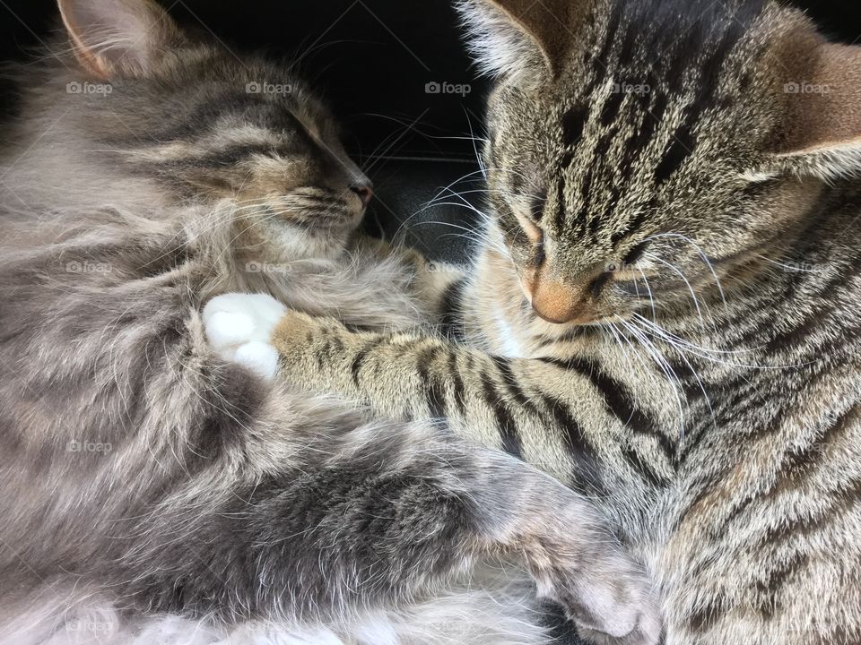 Two of our three cats Leo and Tusse. Both had a rough start living outdoors and not being cared for. We have adopted all cats and they are adorable both to people and to each other. 😻😻😻😻😻