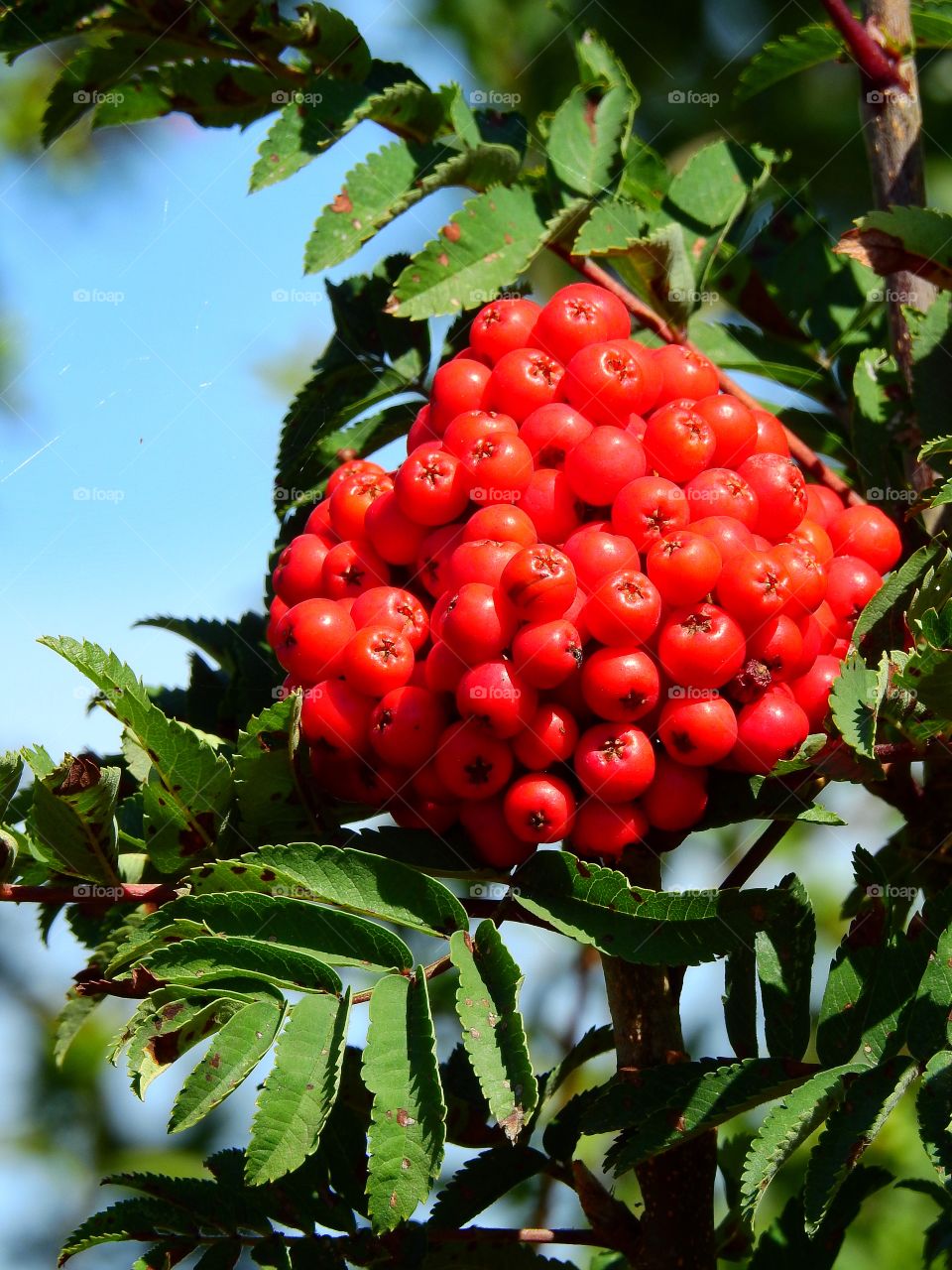 Rowanberries