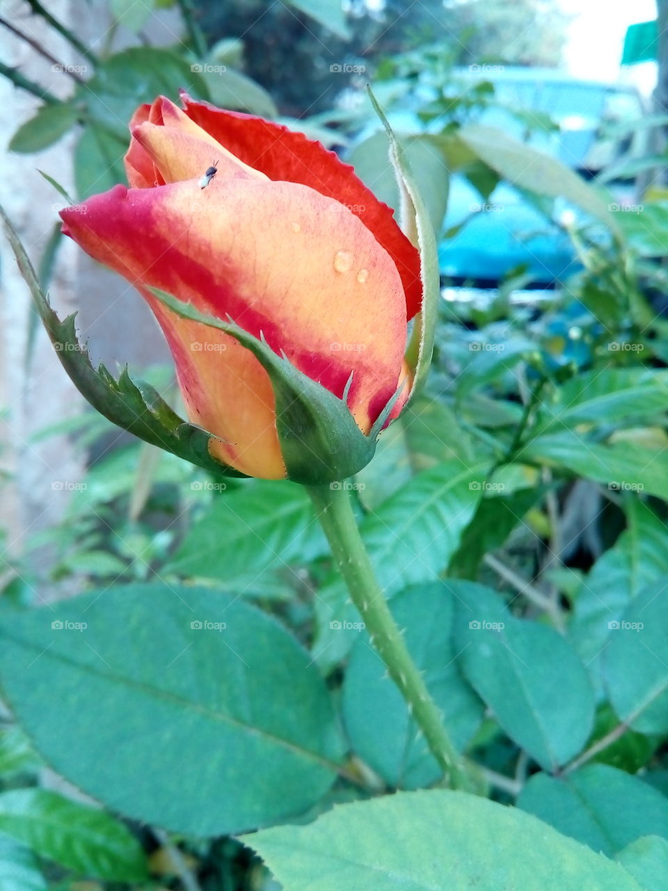lovely rose