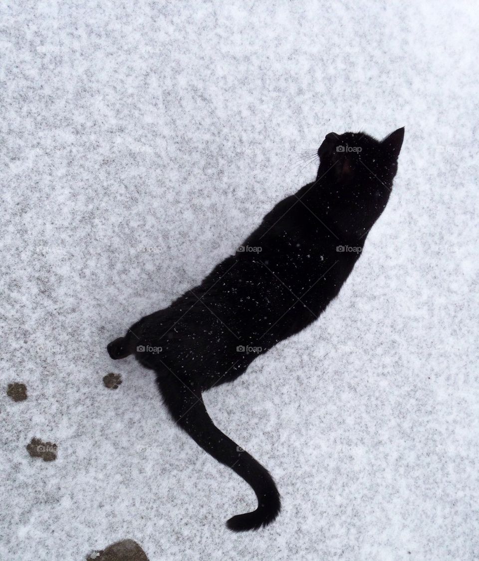 Snowy cat