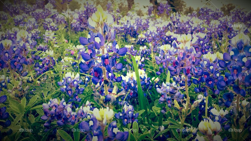 Texas Bluebonnets. Took this shot in Granbury, TX on the side of the road.