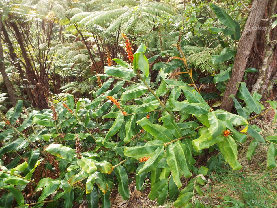 Volcano National Park