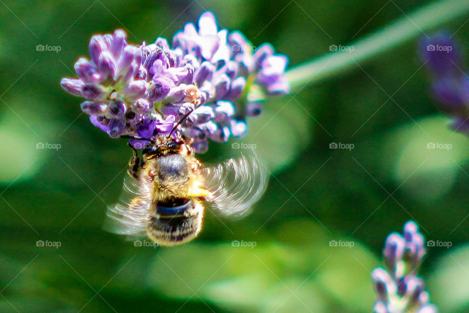 Bee in flight around purple lavender plants, with a green leafy background 