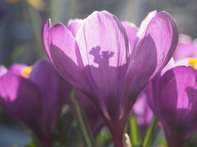Flores