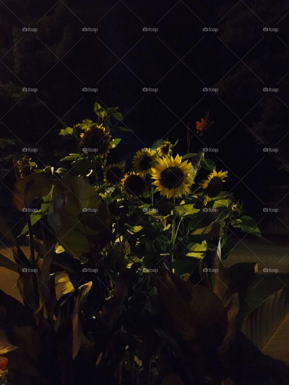 Sun flowers in the darkness of the night 