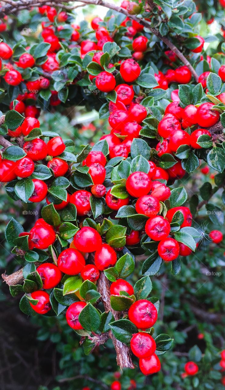 Red Christmas berries, and green leaves
