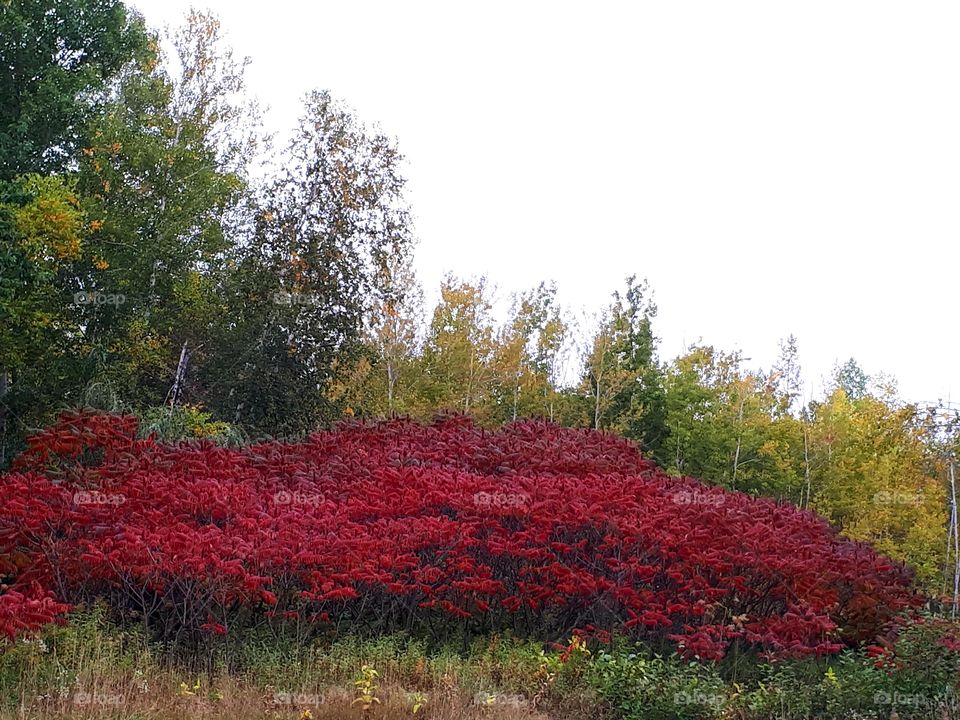 red fall colors in the country