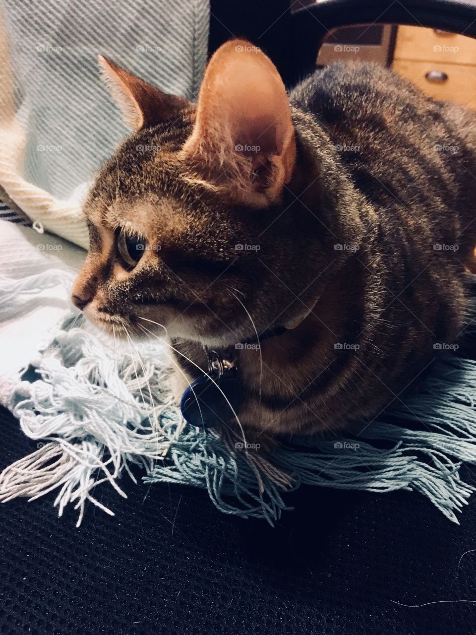 Cat kitten tabby brown black grey blanket cozy happy blue yellow fringe