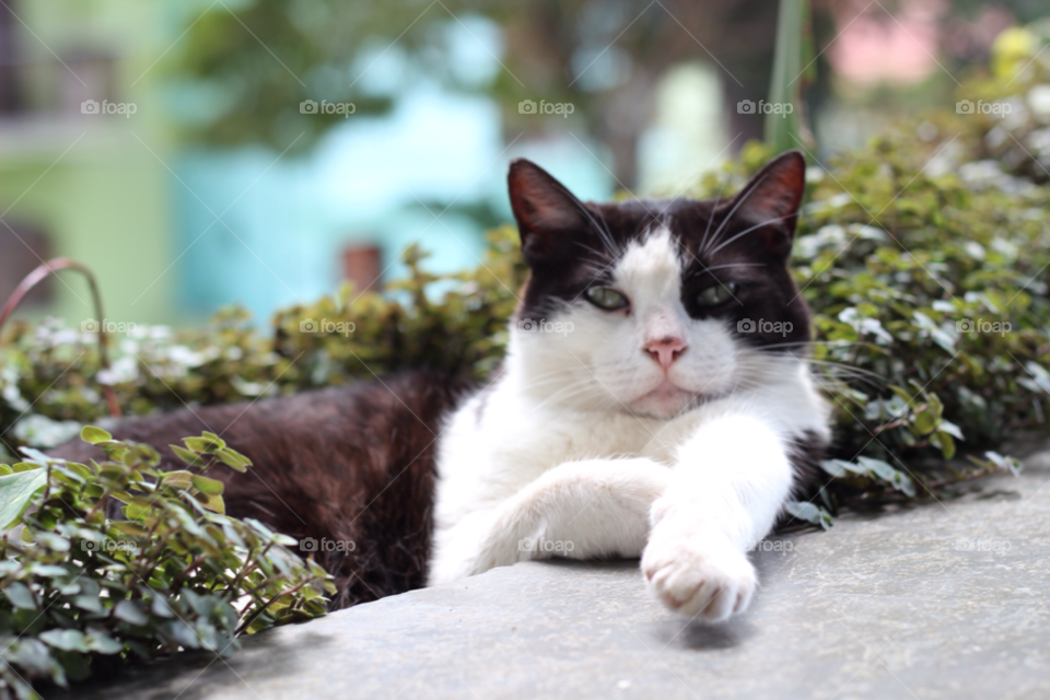 nature brazil great cat by ederpino