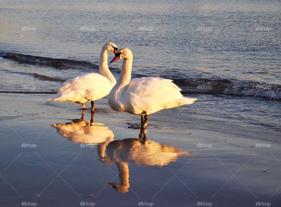 White swans 