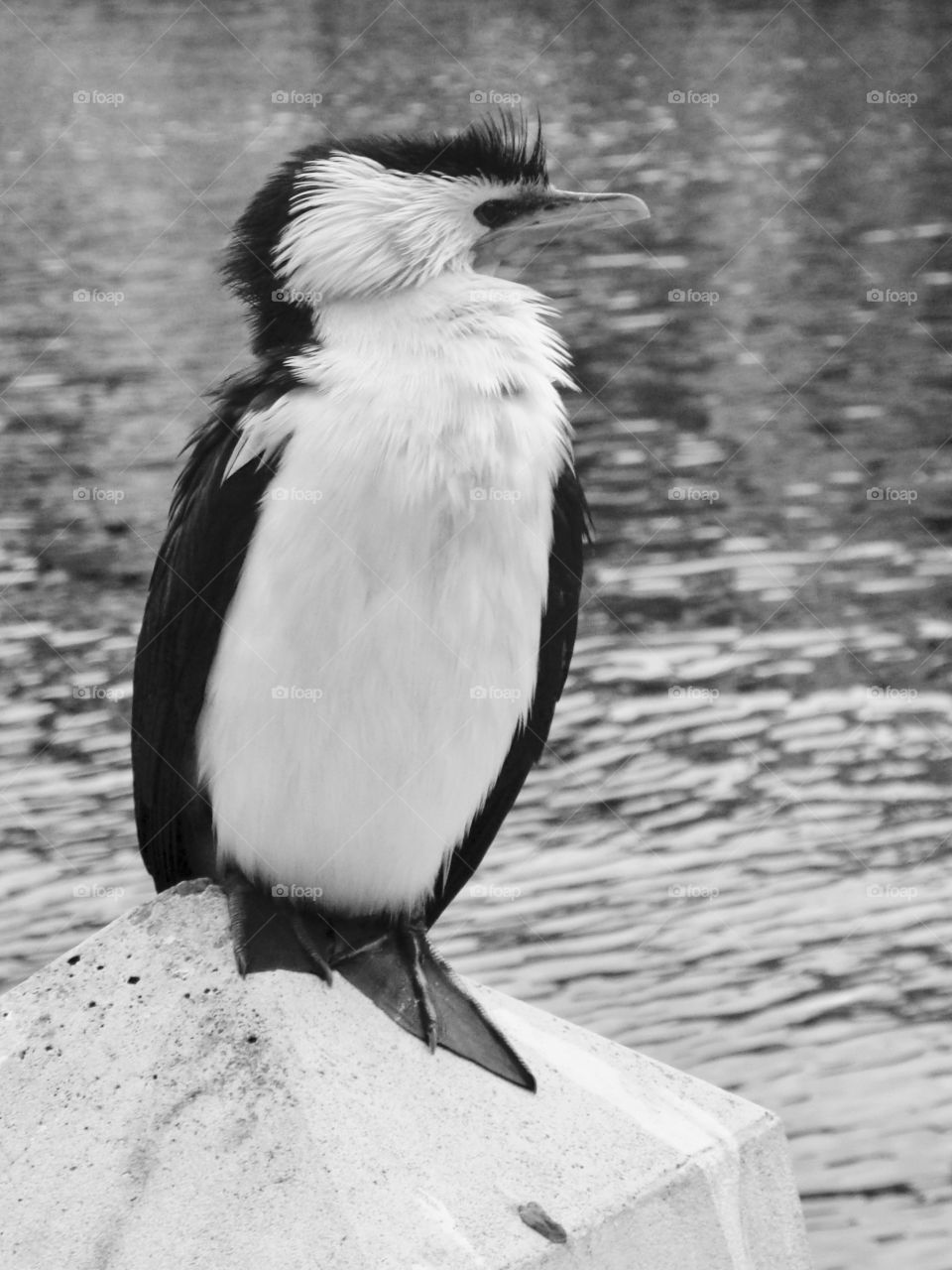 A Bird named Cormorant. Monochrome image.