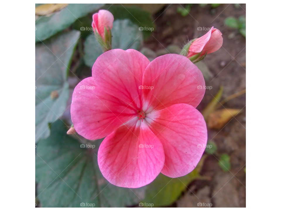 Beautiful flower in garden