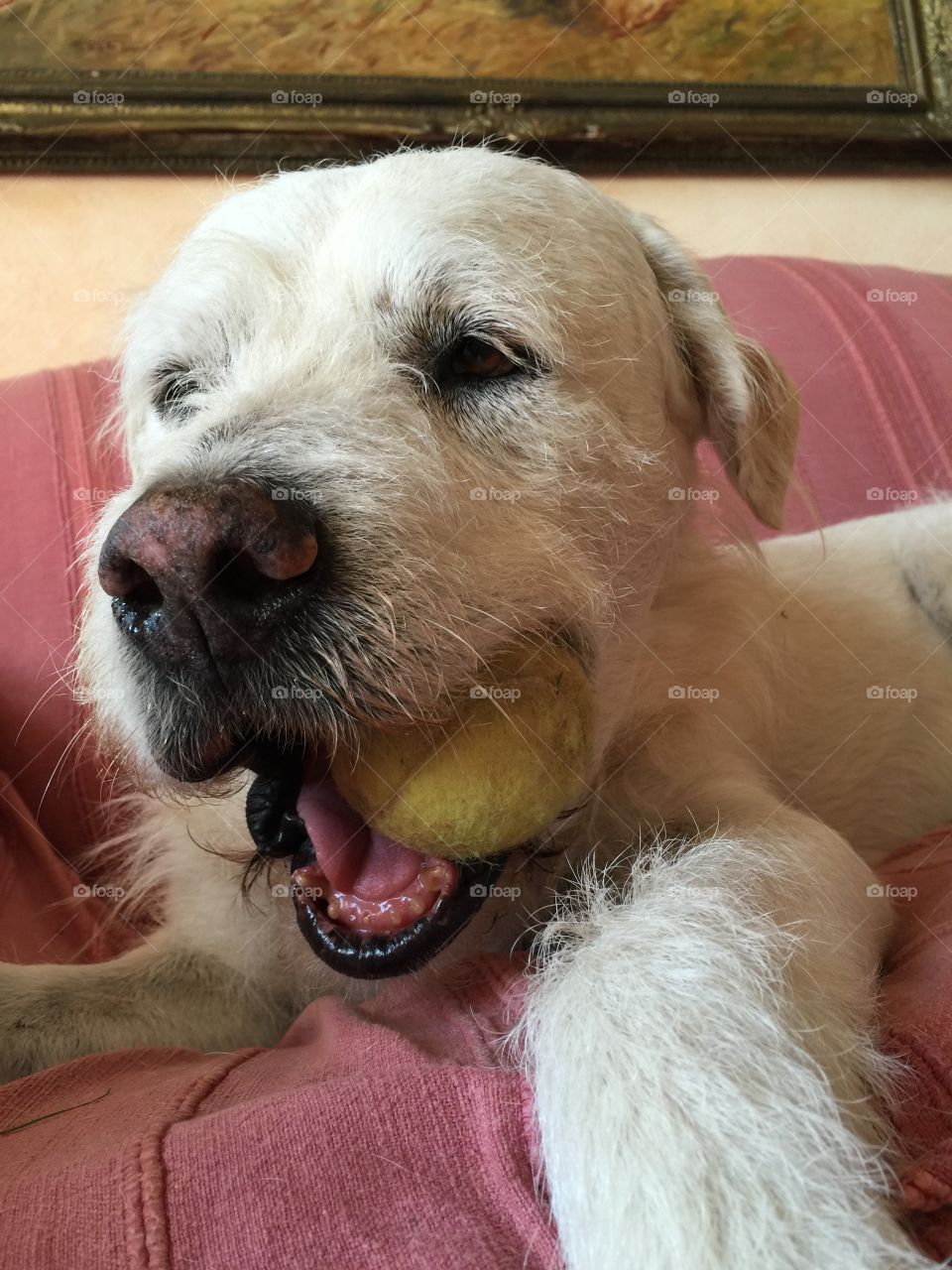 My ball. Everything is in my mouth is mine... My rules...