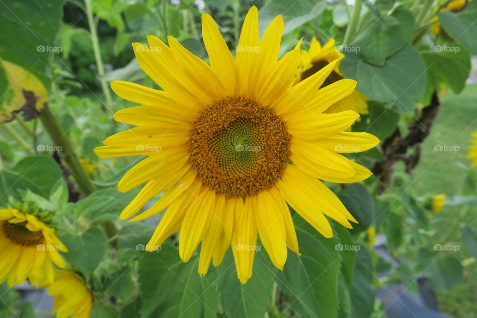 Sunflower