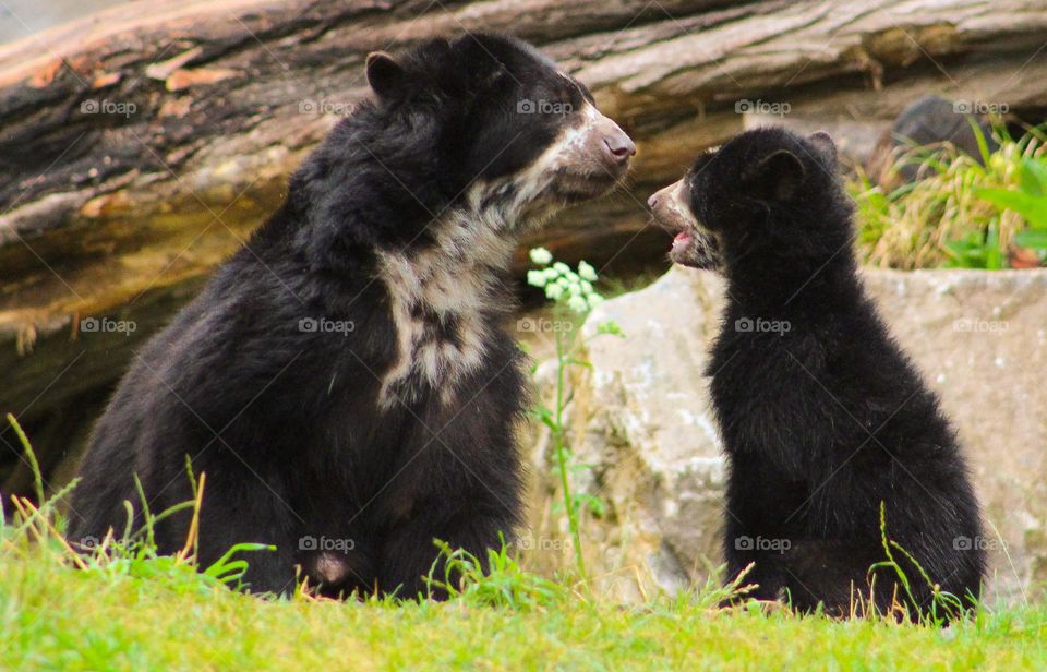 bears family kids animal