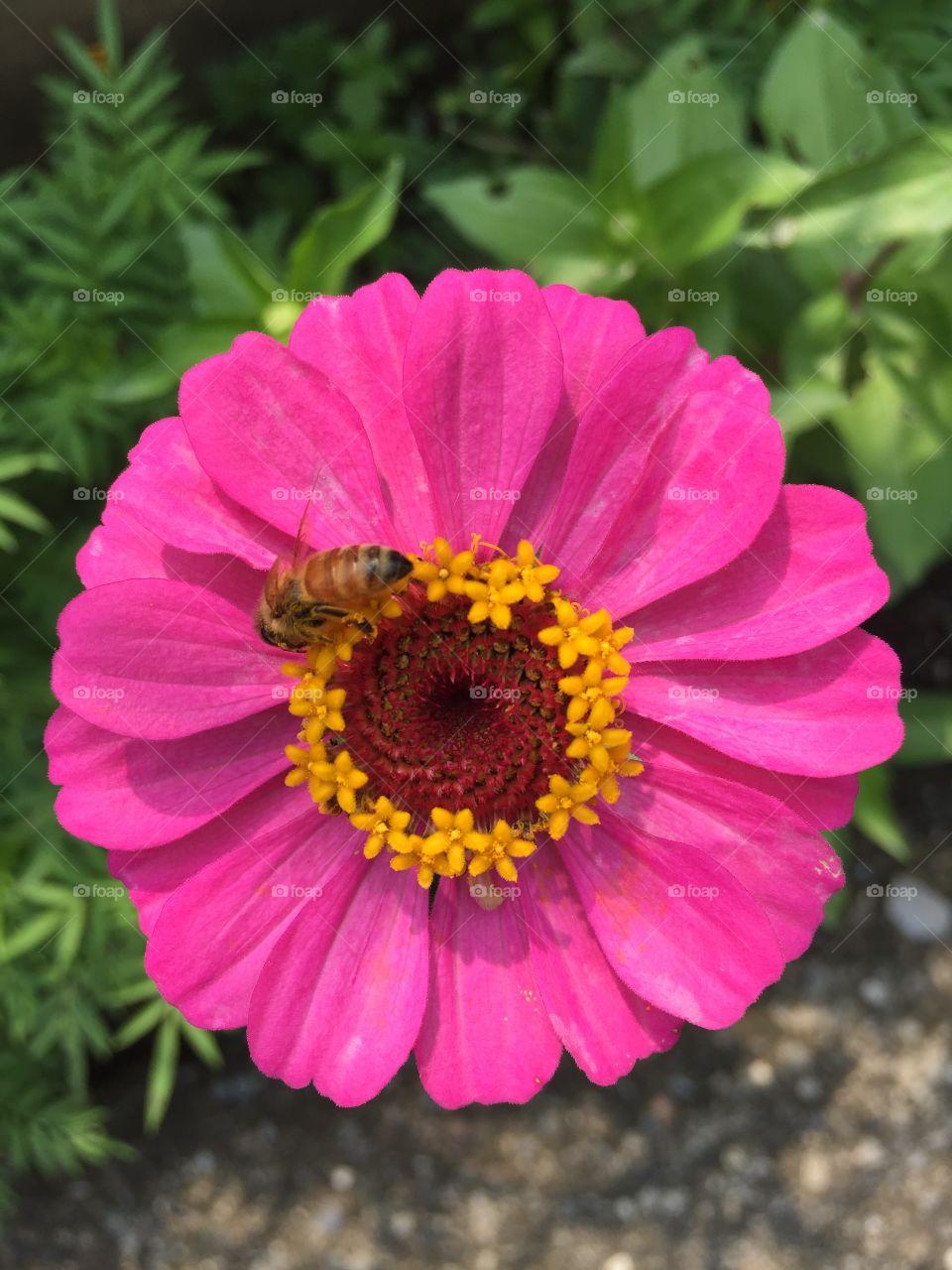 Bee searching juice on flower 😍
