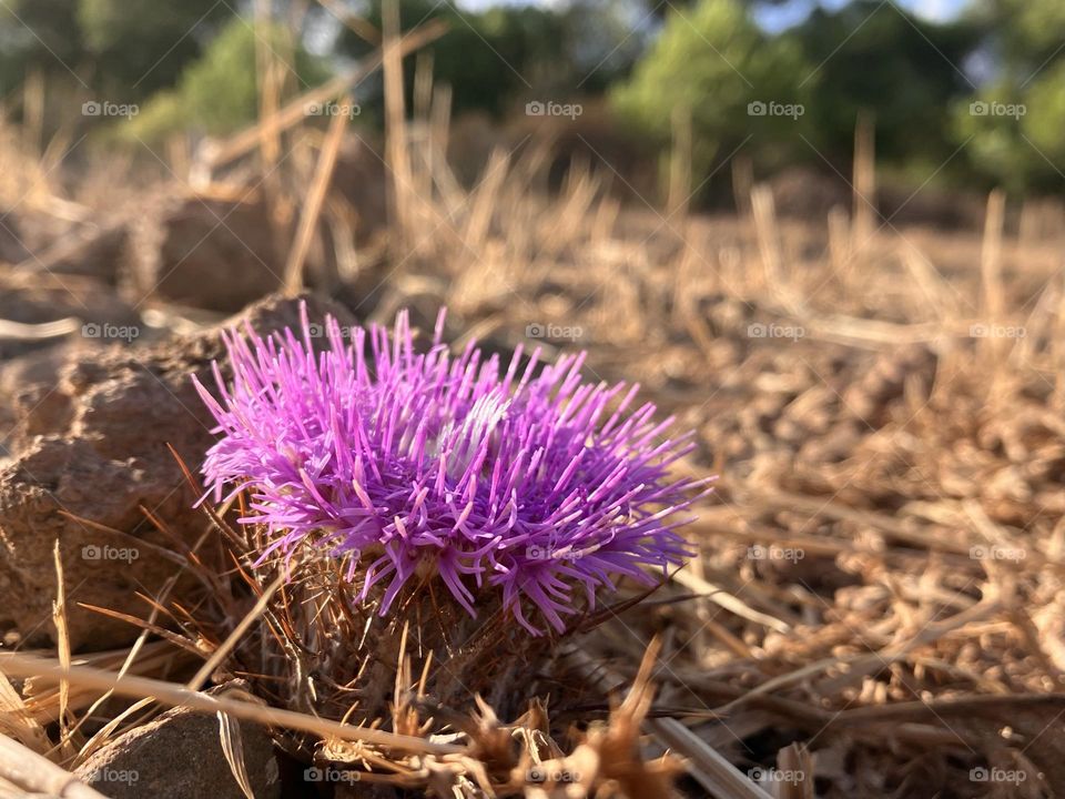 Blooming Cirsium in dry environment
