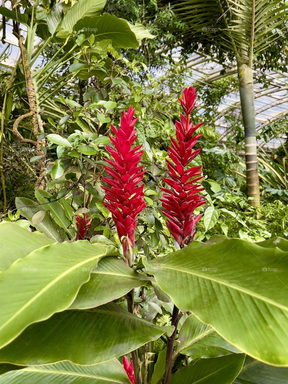 Beautiful red tropical flowers are blooming 