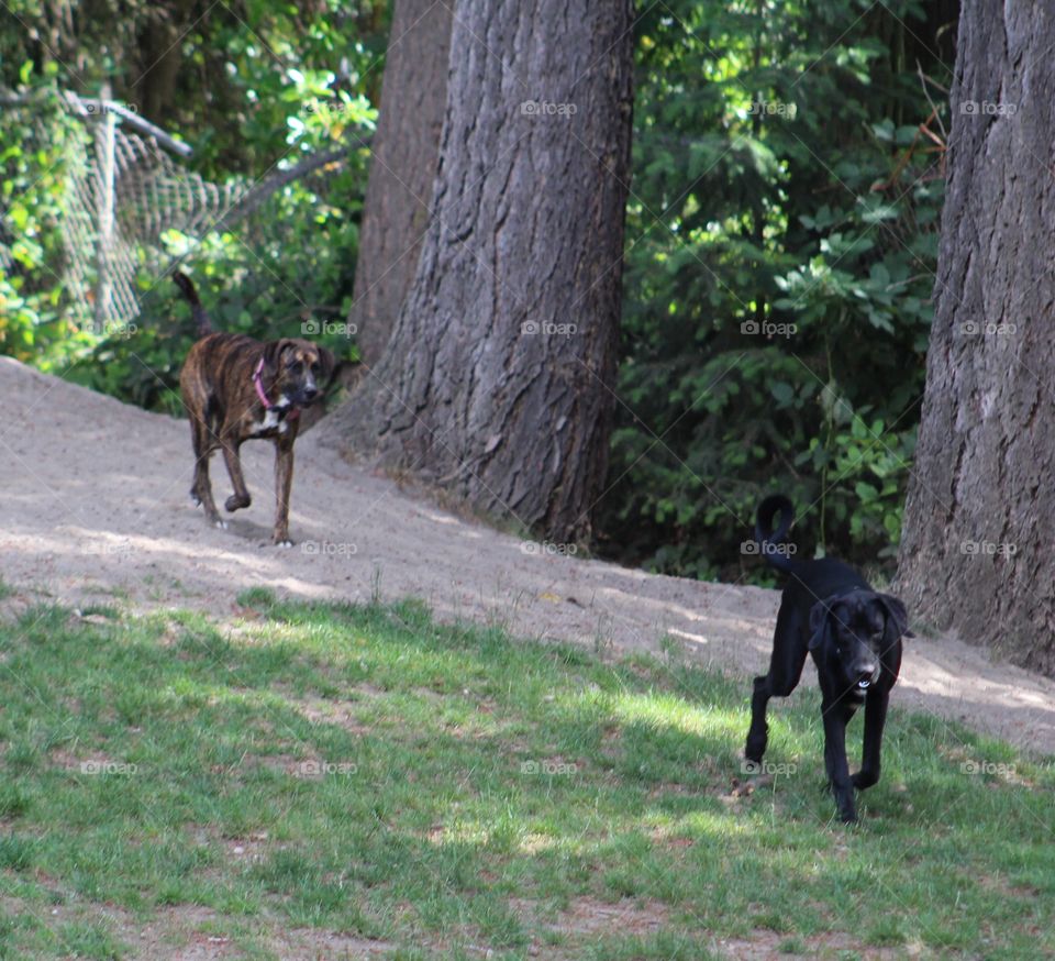 pup friends