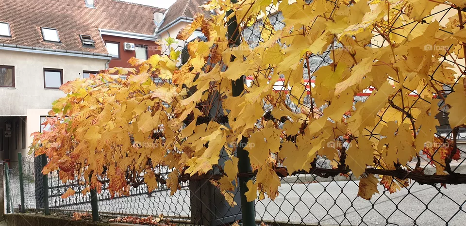 autumn in the town