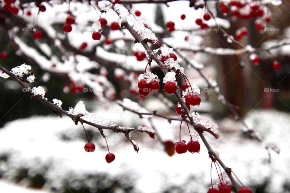 Snow lay upon berries on tree in Winter