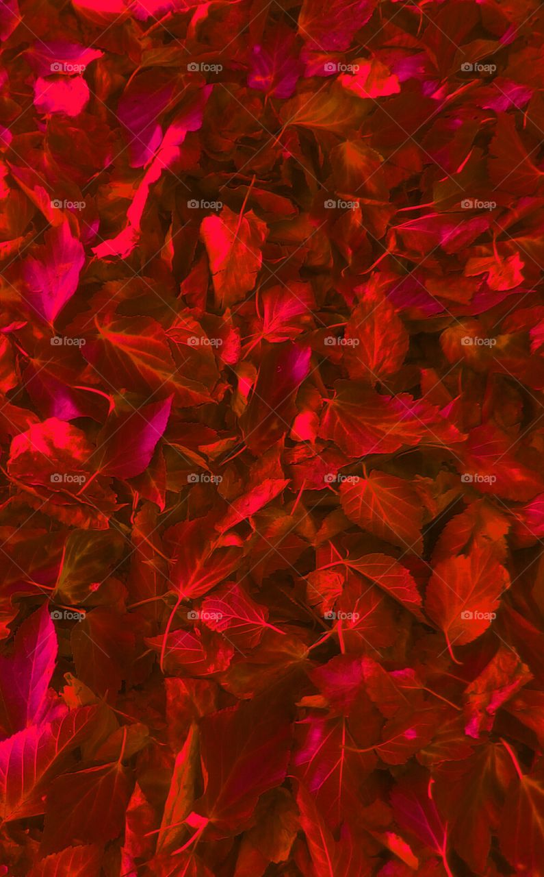 Abundance of vibrant fal red leaves