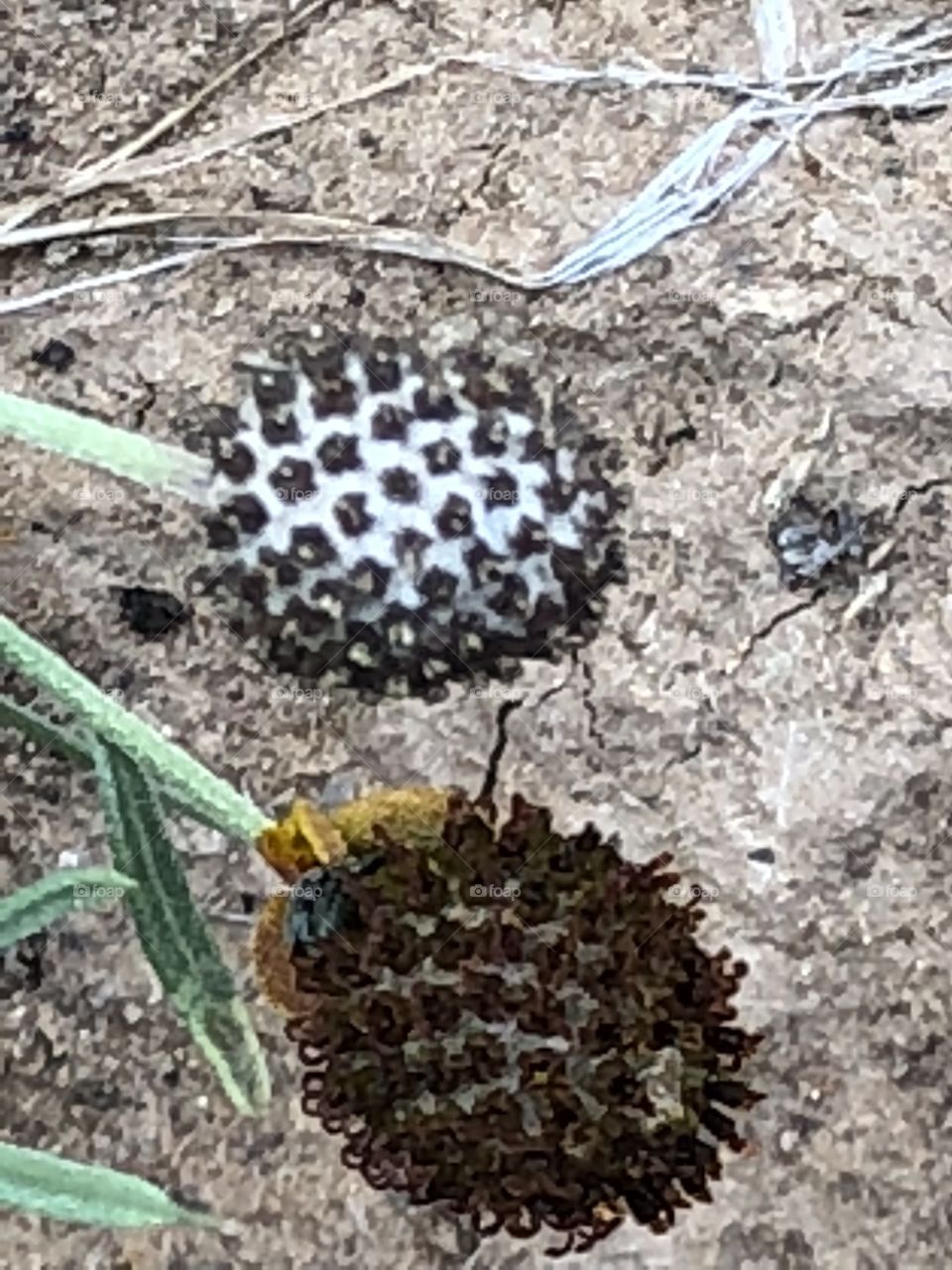 Something growing but unique