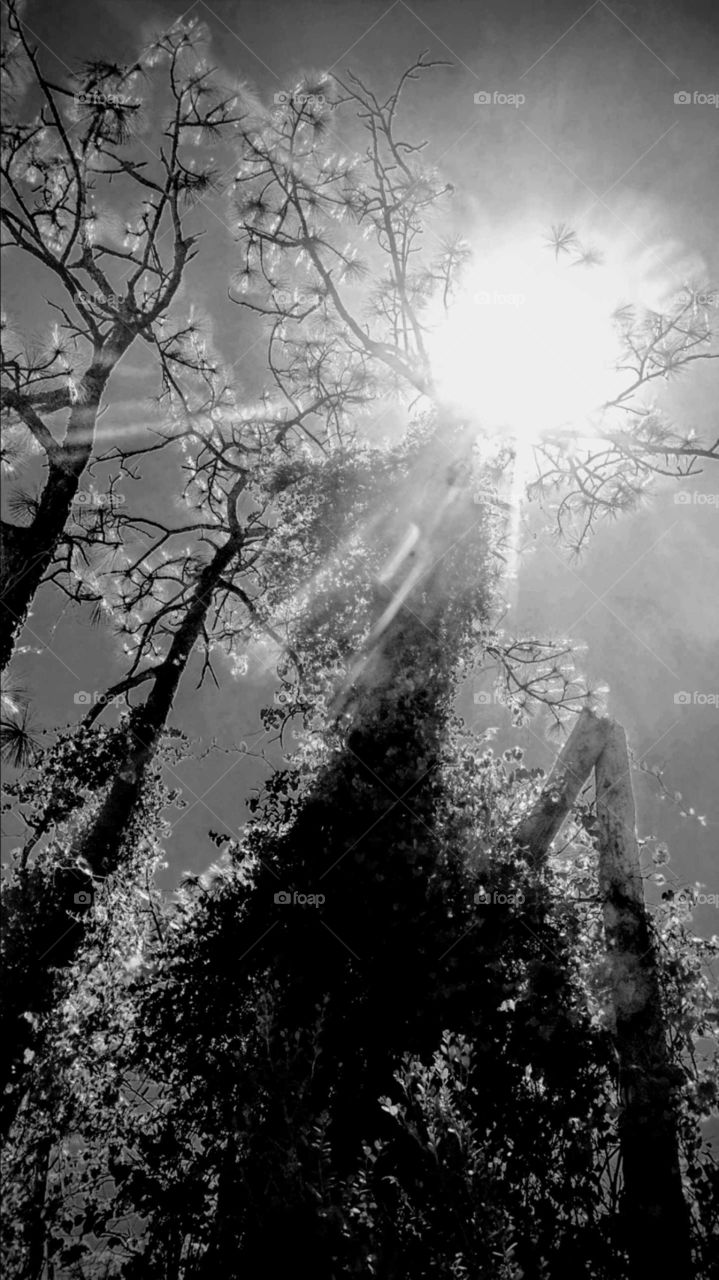 Sunlight In the Woods Black & White