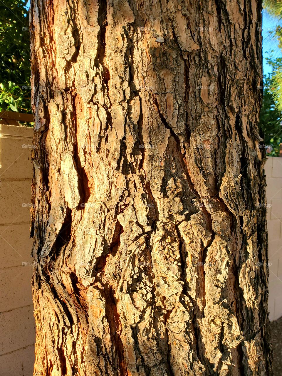 Sunset Light on Pine Bark