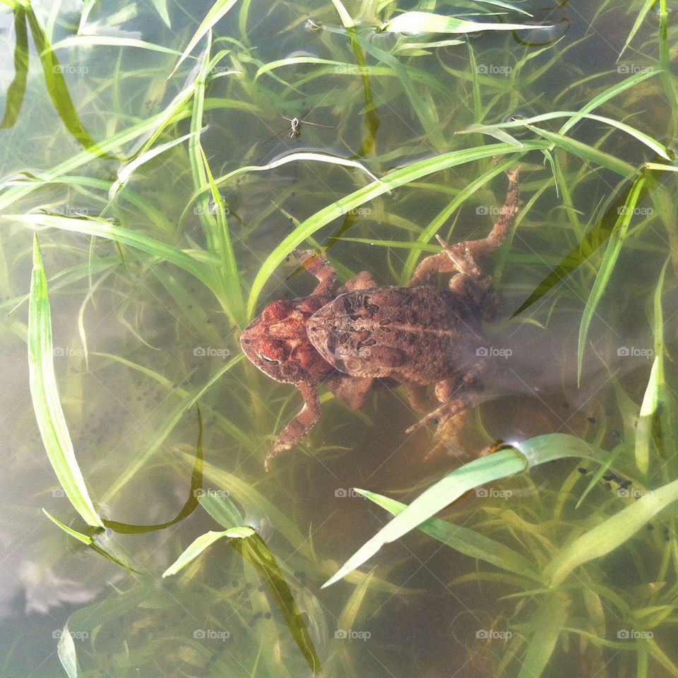 spring pond egg frog by tgrumbley