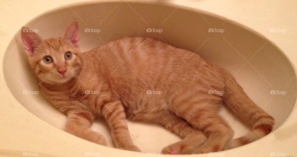 My cat in sink