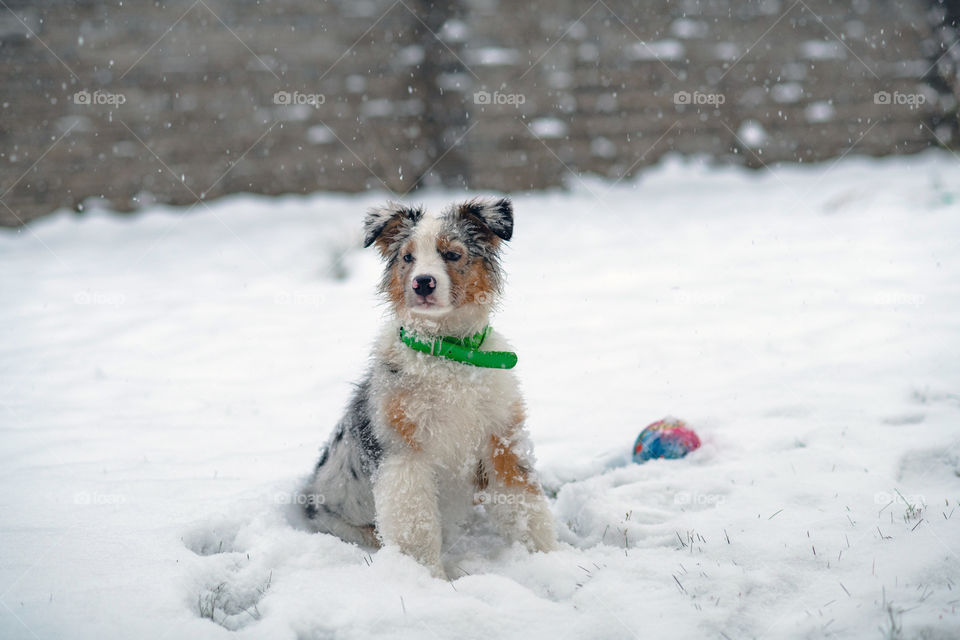 Australian shepherd