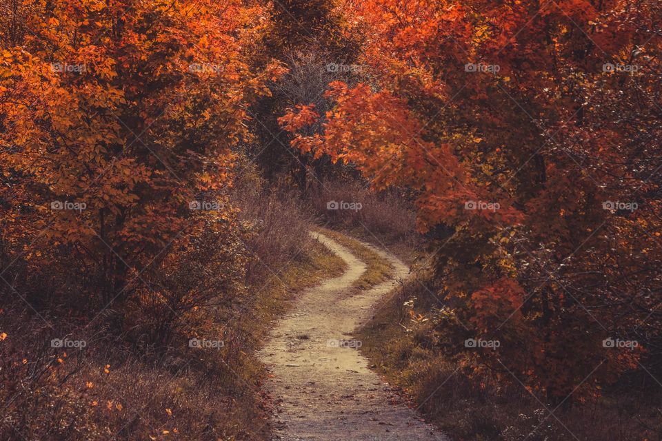 Walking path in a magical autumn