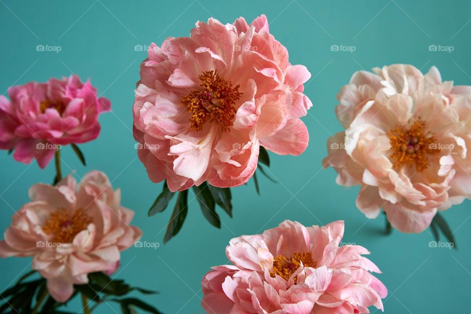 Coral peony flowers against the green background 
