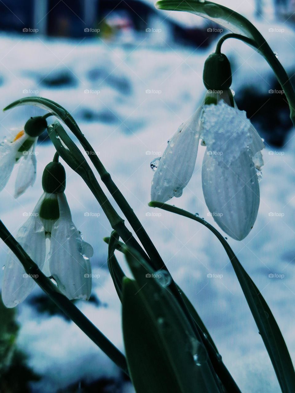 snowdrops in the ice