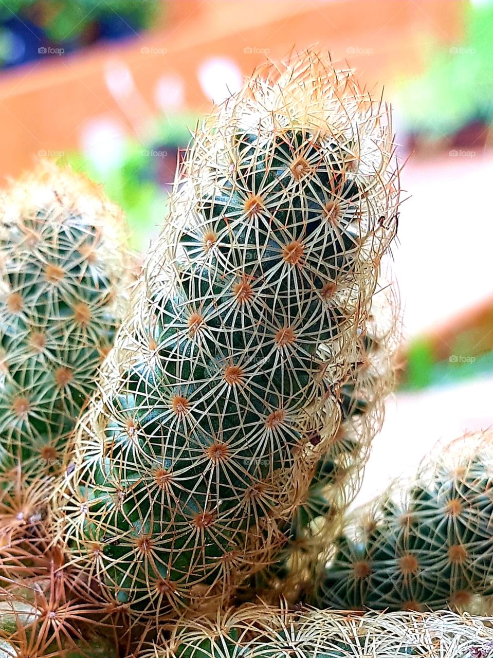 cactus