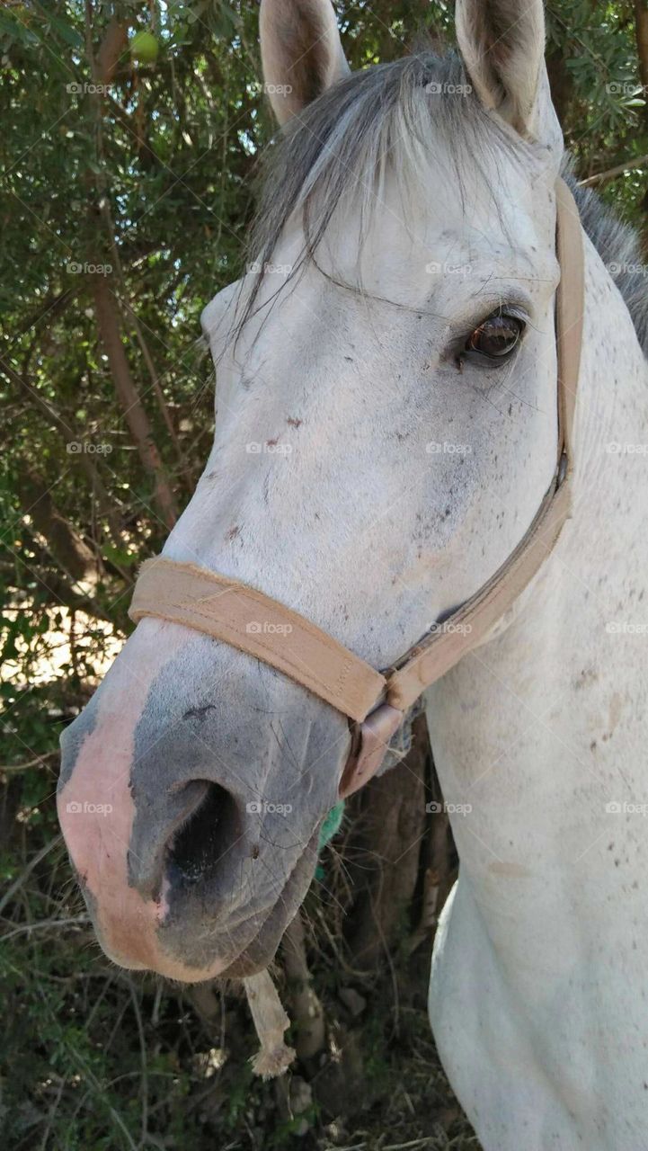 Beautiful horse head looking at my camera.