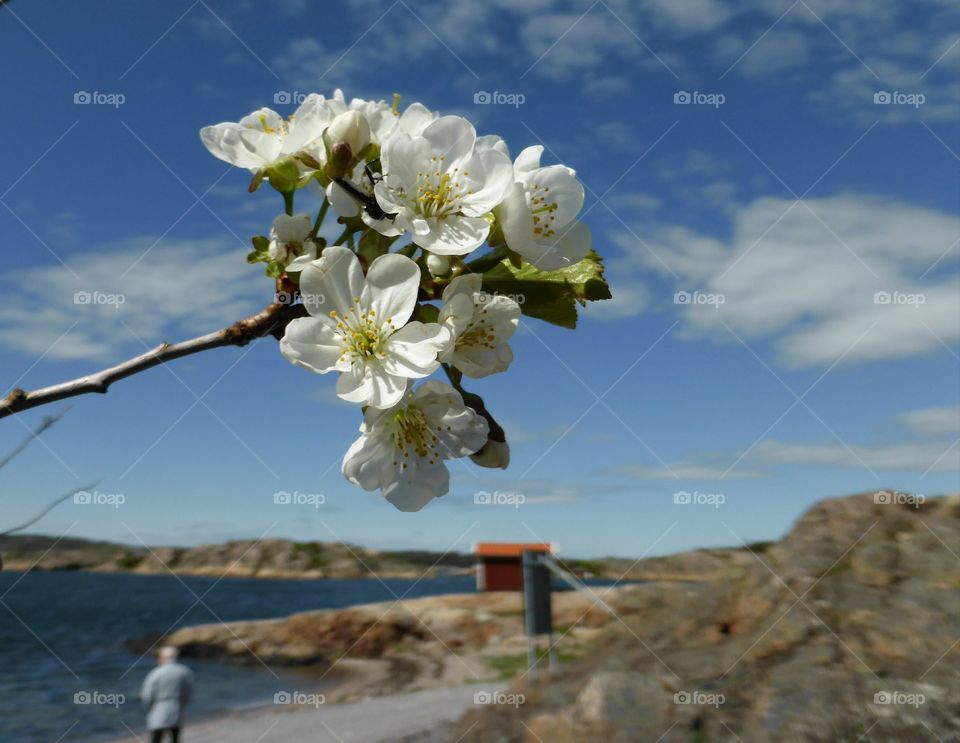 Cherry tree blossom 