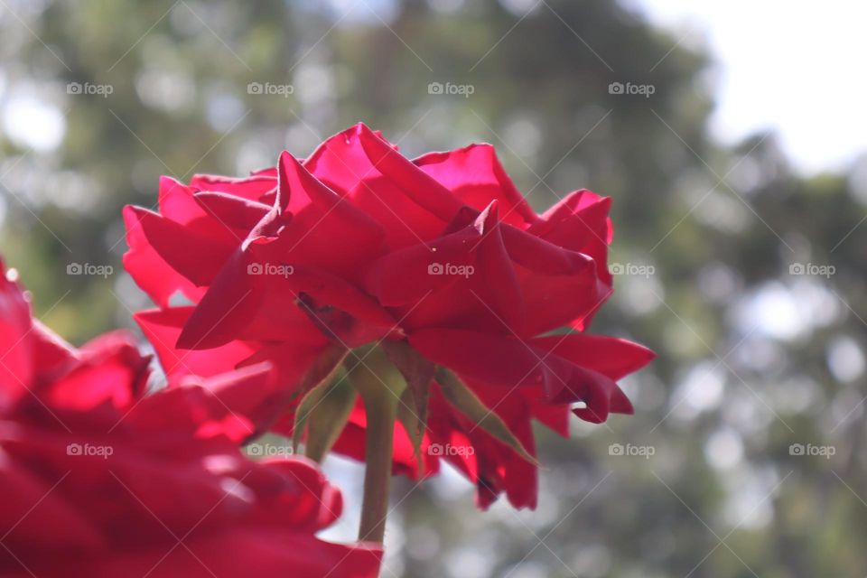 Red rose