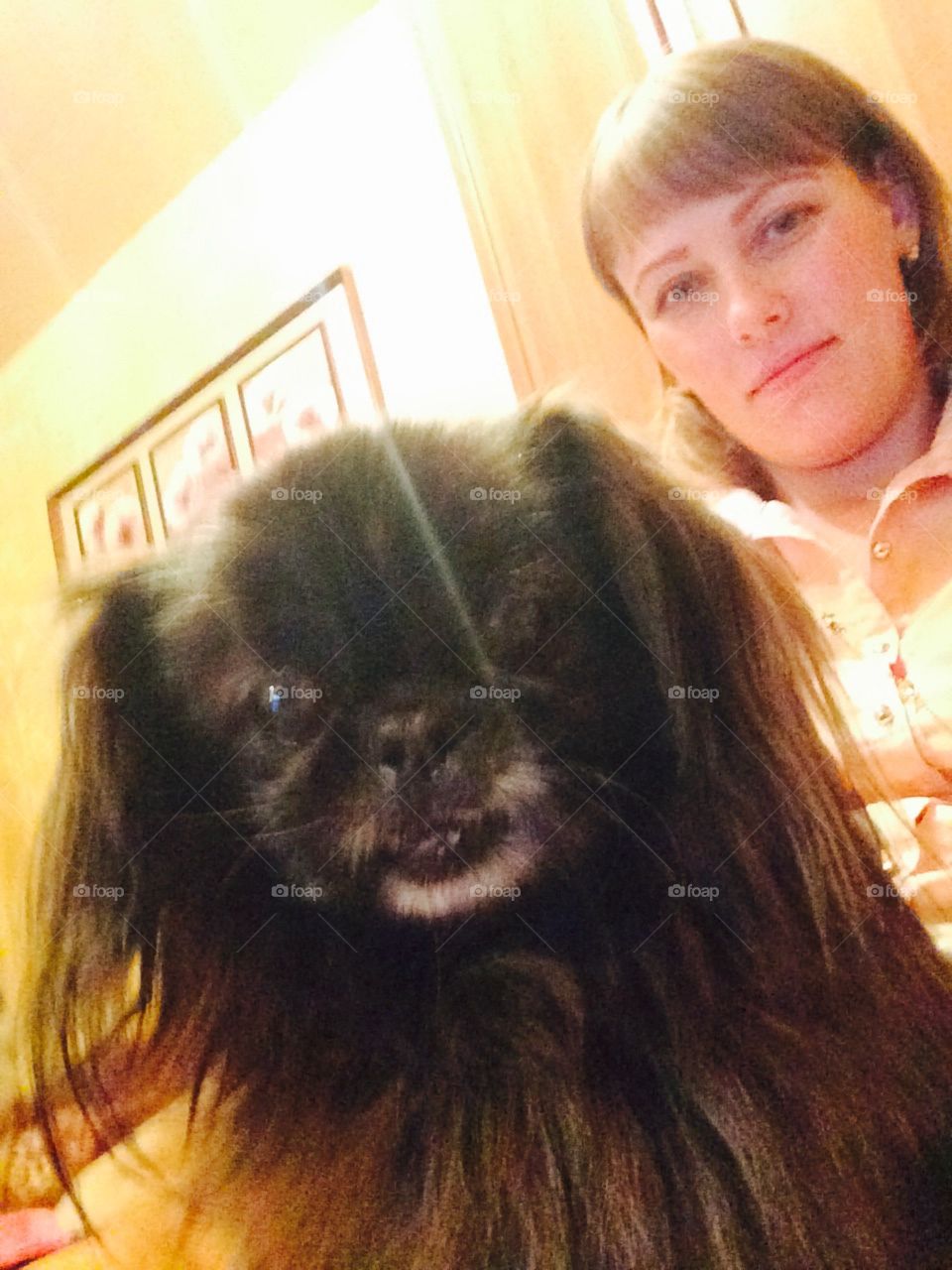 Pekingese dog in the arms of the mistress