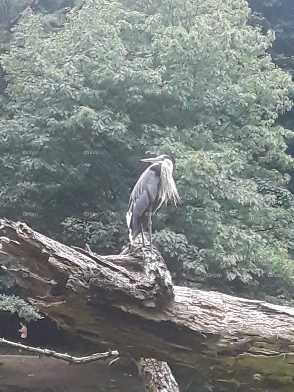 Grey heron