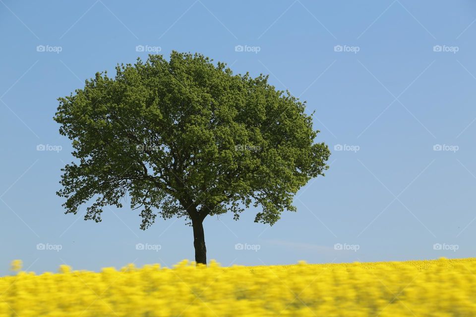 Summer tree at the yellow rapeseed field 