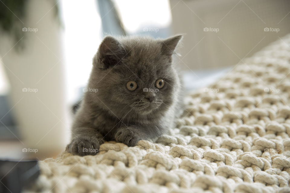 Curious kitten on bed