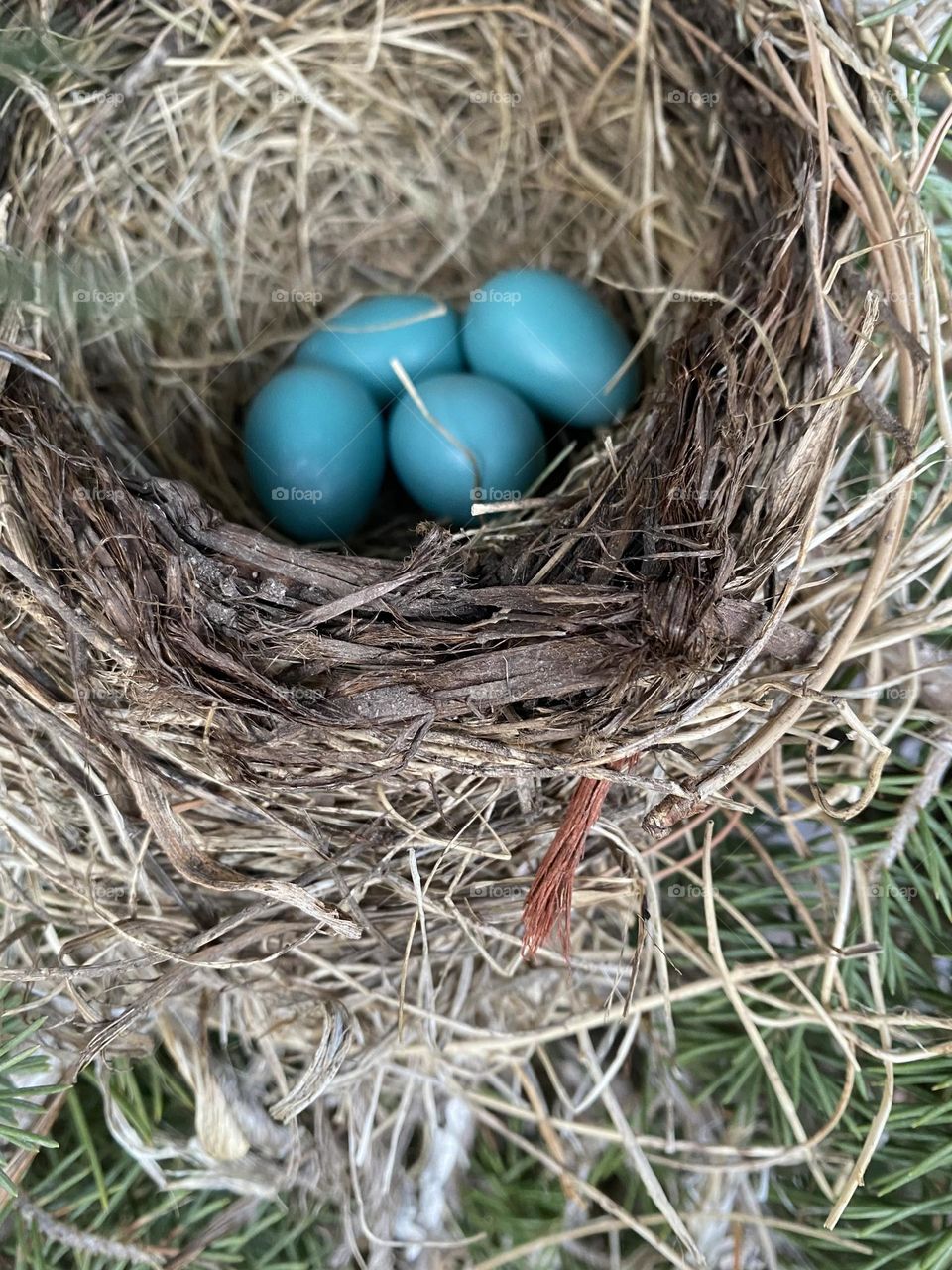 Robin eggs